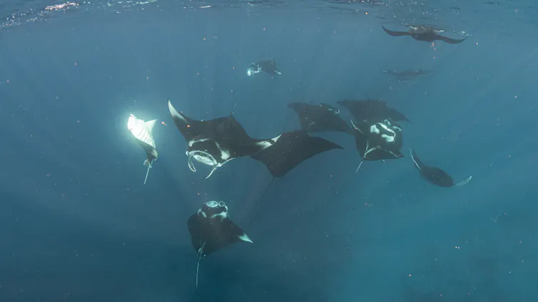 Spesies langka pari manta di Raja Ampat.