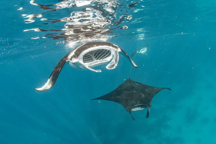 Spesies langka pari manta di Raja Ampat.