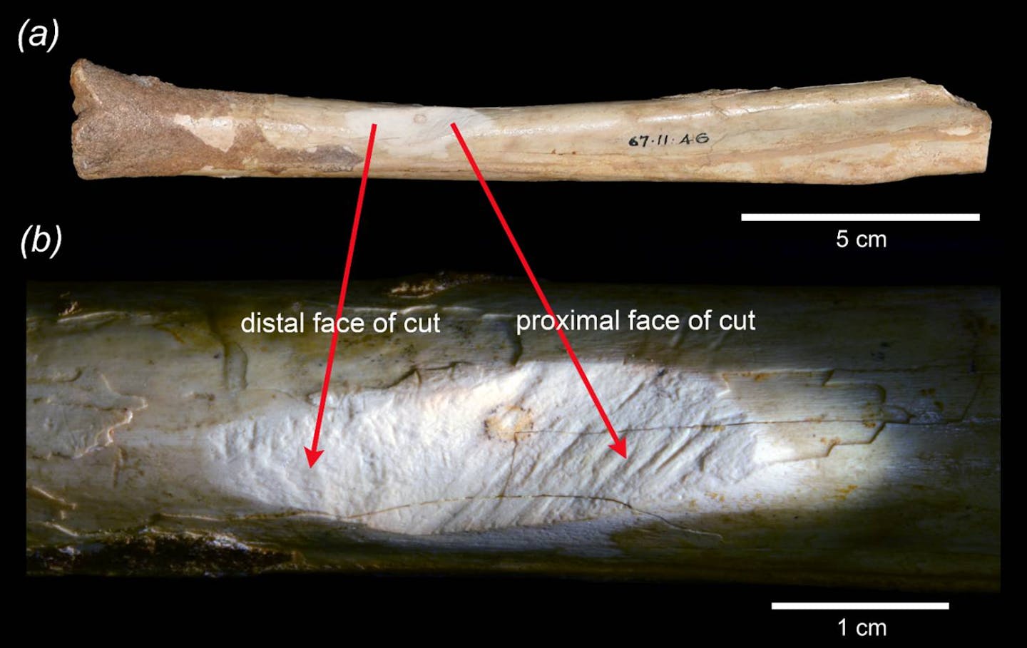 A close-up of a bone with the cracks described clearly visible.