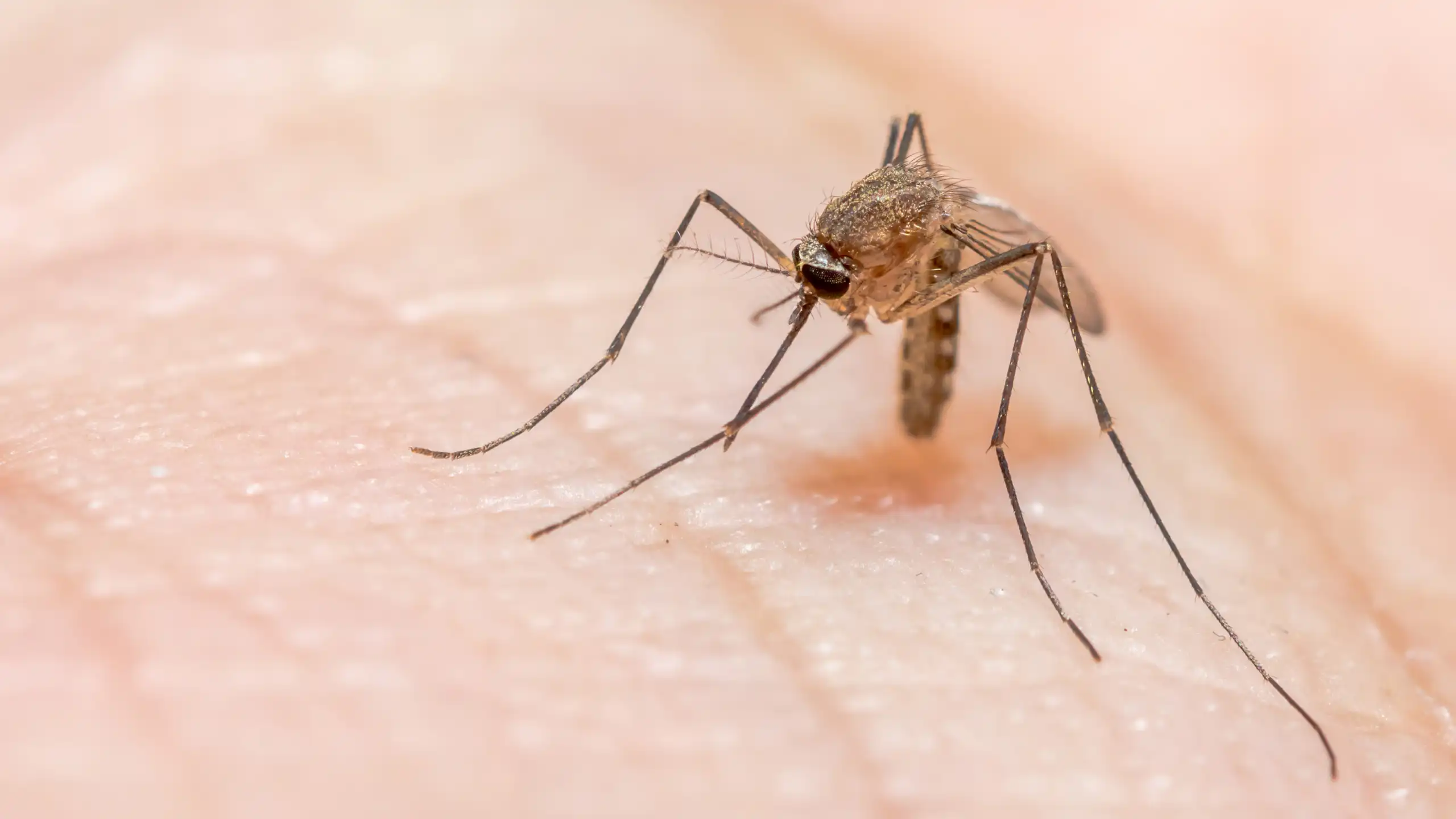 Illustration of a malaria-transmitting mosquito.