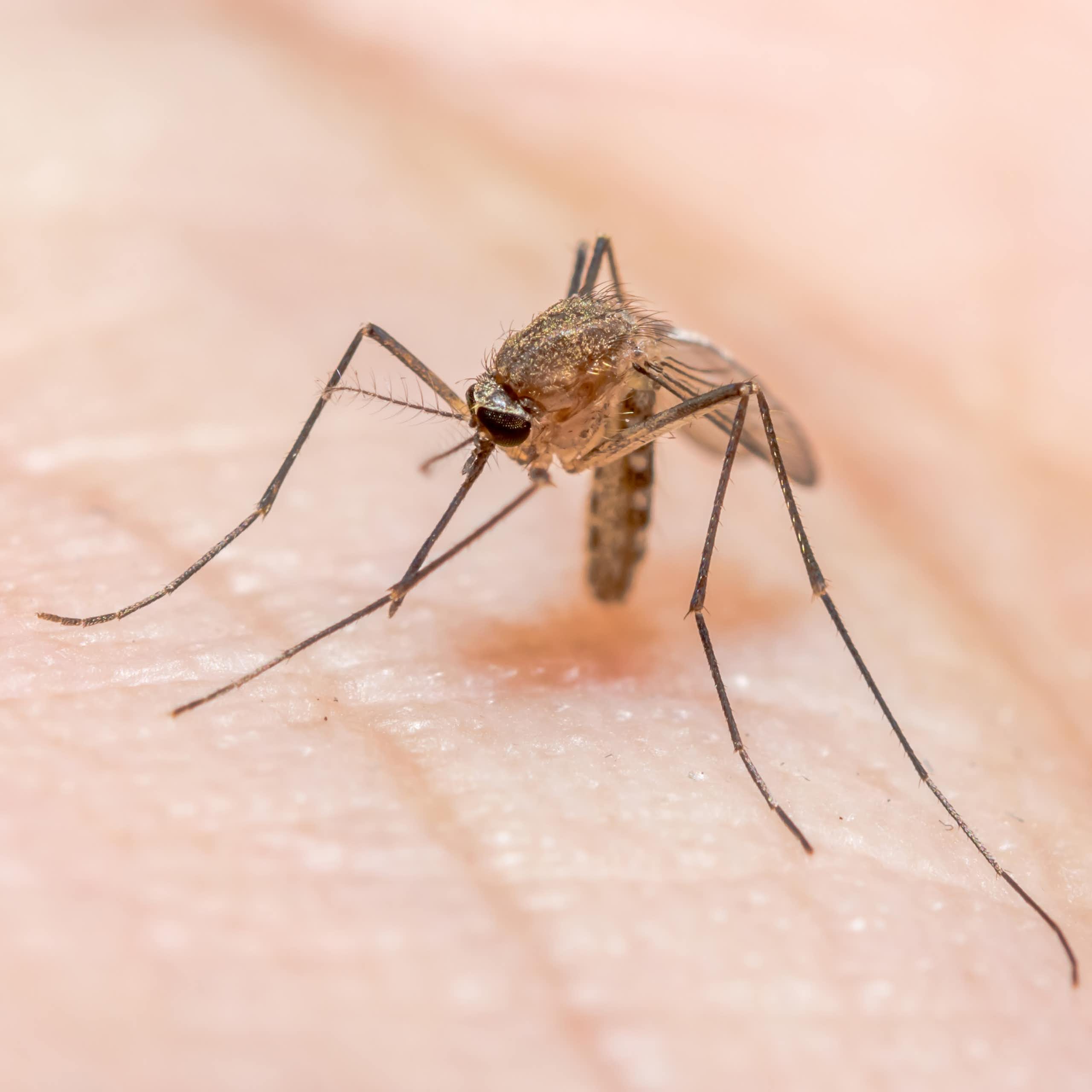 Illustration of a malaria-transmitting mosquito.