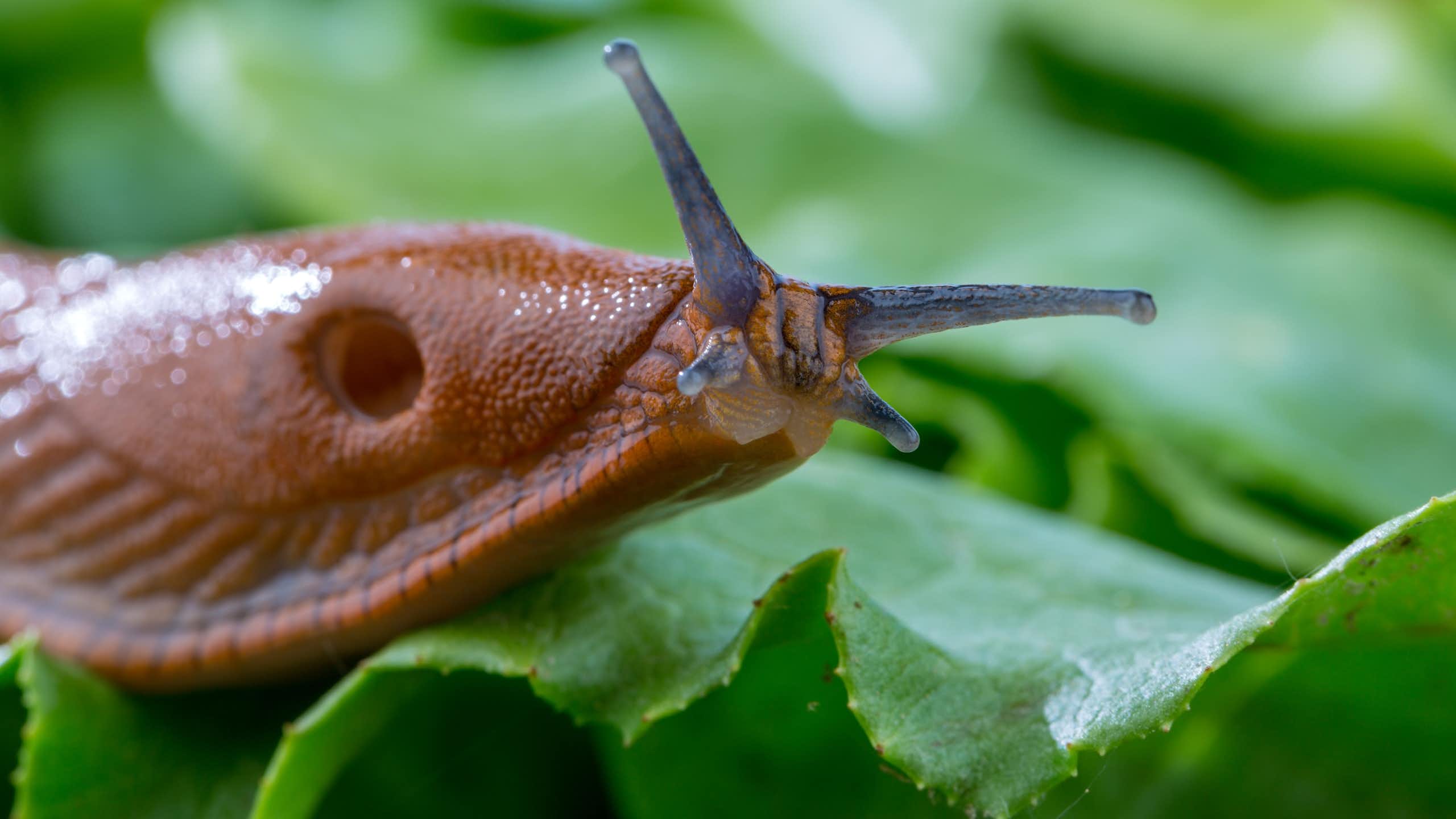 une limace avec la tête légèrement soulevée de la feuille de laitue.