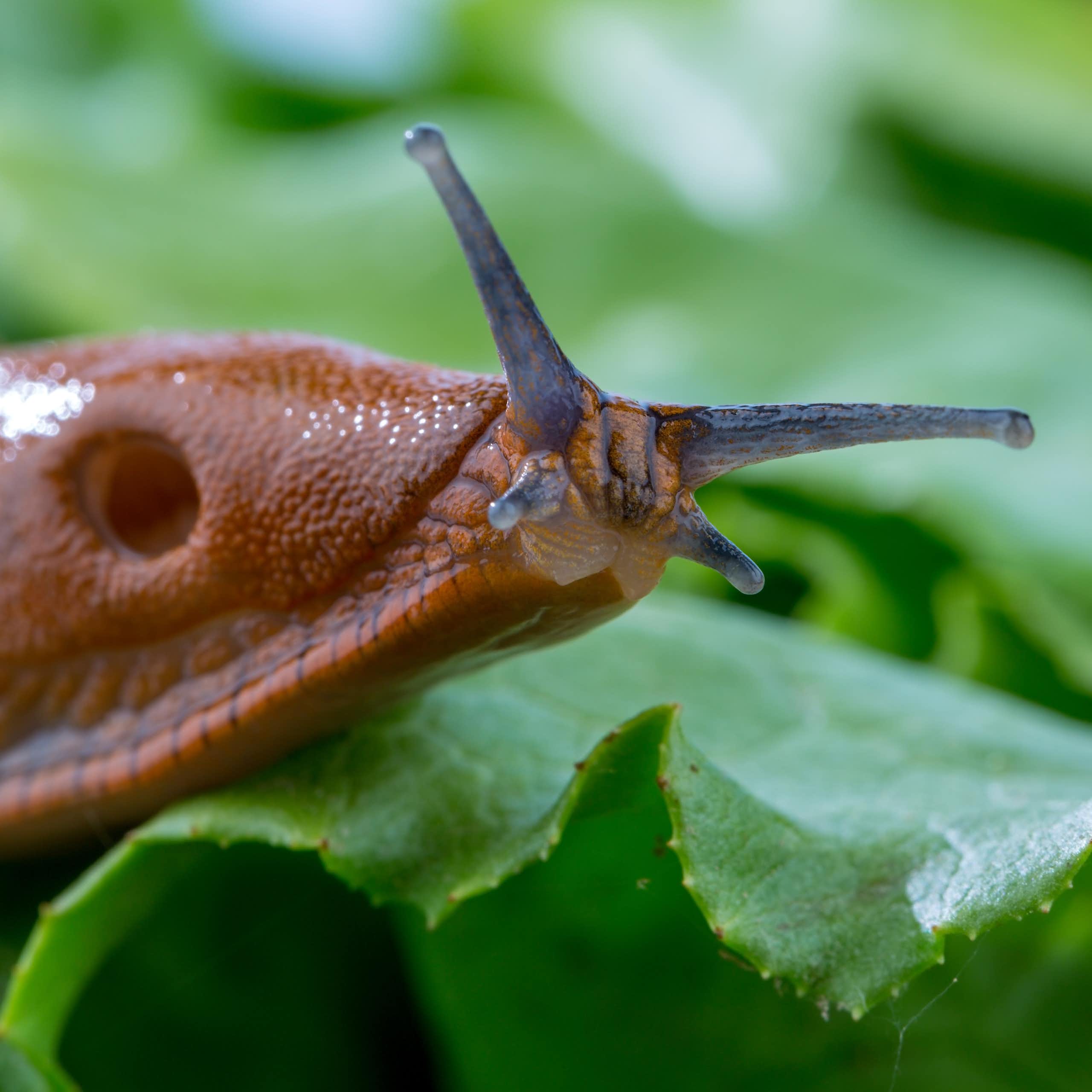 une limace avec la tête légèrement soulevée de la feuille de laitue.