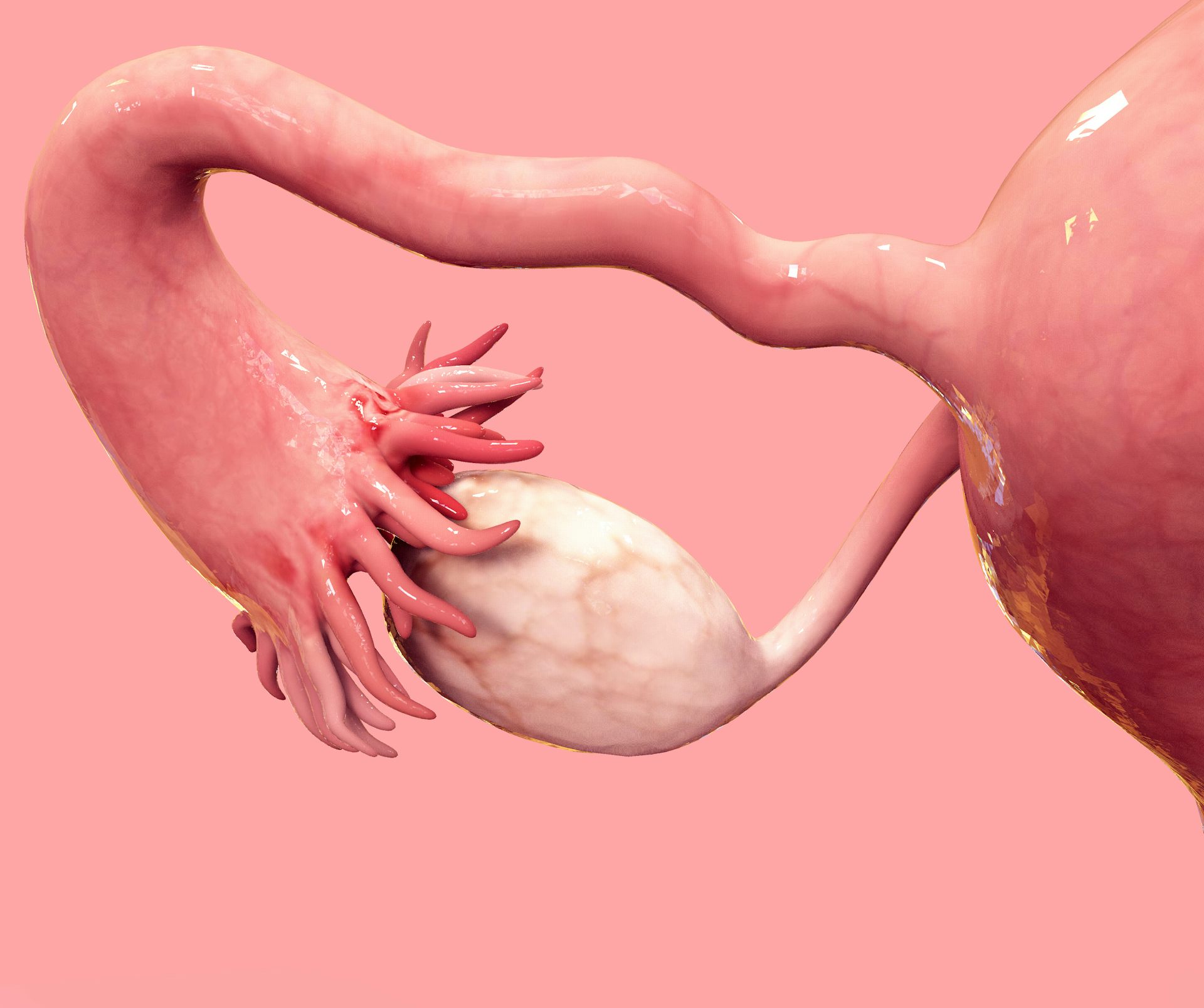 A digital rendering of the ovary.