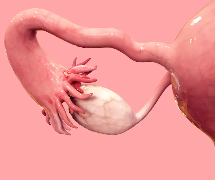 A digital rendering of the ovary.