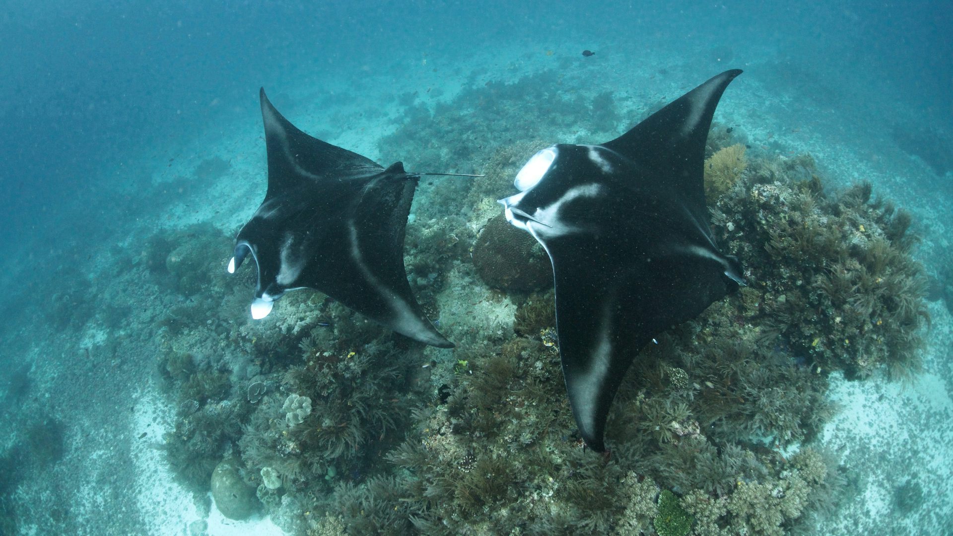 70s disco fashion plus size