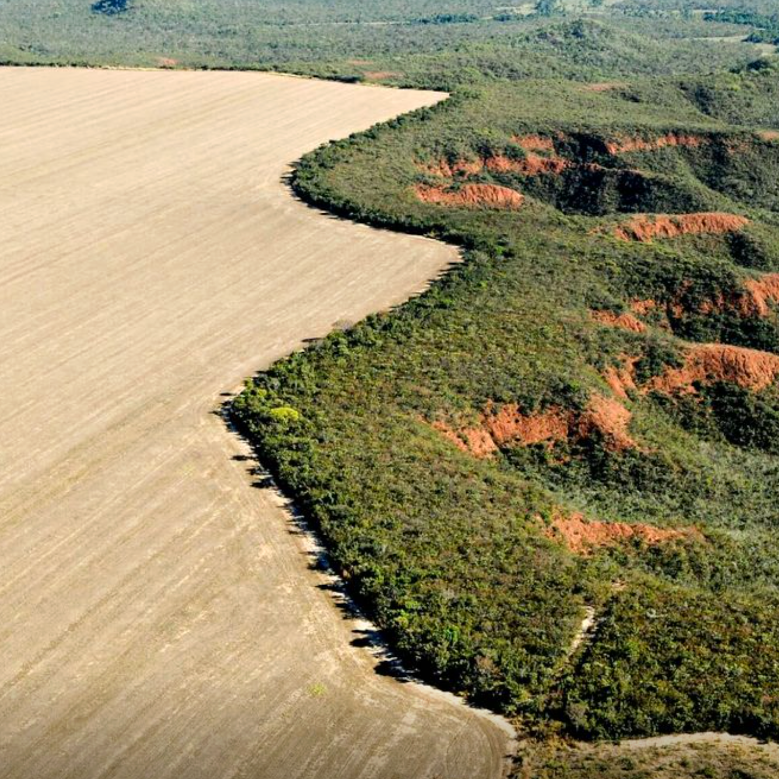Entre “celeiro do mundo” e “guardião da Amazônia”, Brasil segue sem solucionar seu dilema ambiental