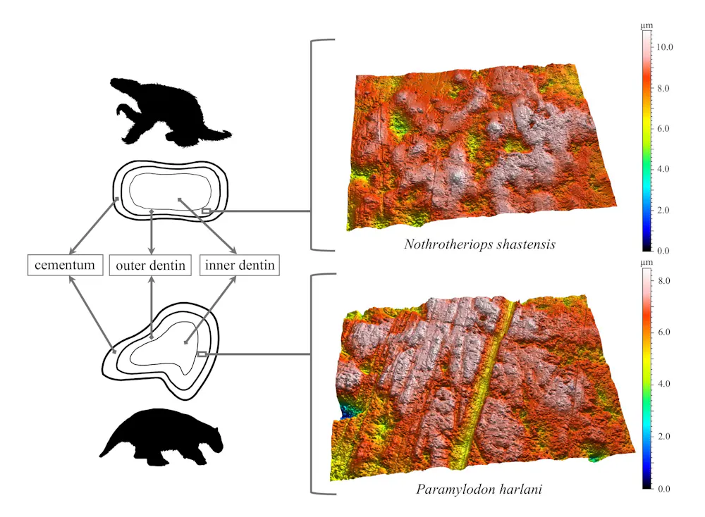 Giant ground sloths’ fossilized teeth reveal their unique roles in the ...