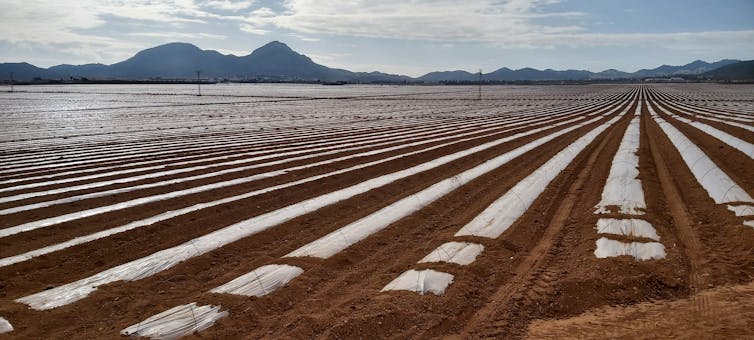 Paisaje agrícola de regadío