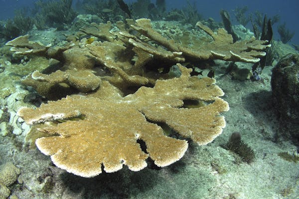 Golden colored corals shaped like an elk's antlers