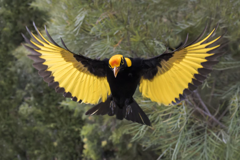 An adult male regent bowerbird with outstretched wings, showing bright yellow plumage