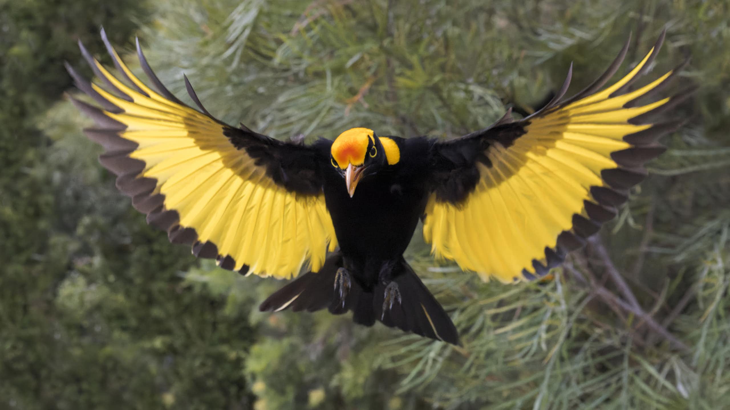 An adult male regent bowerbird with outstretched wings, showing bright yellow plumage