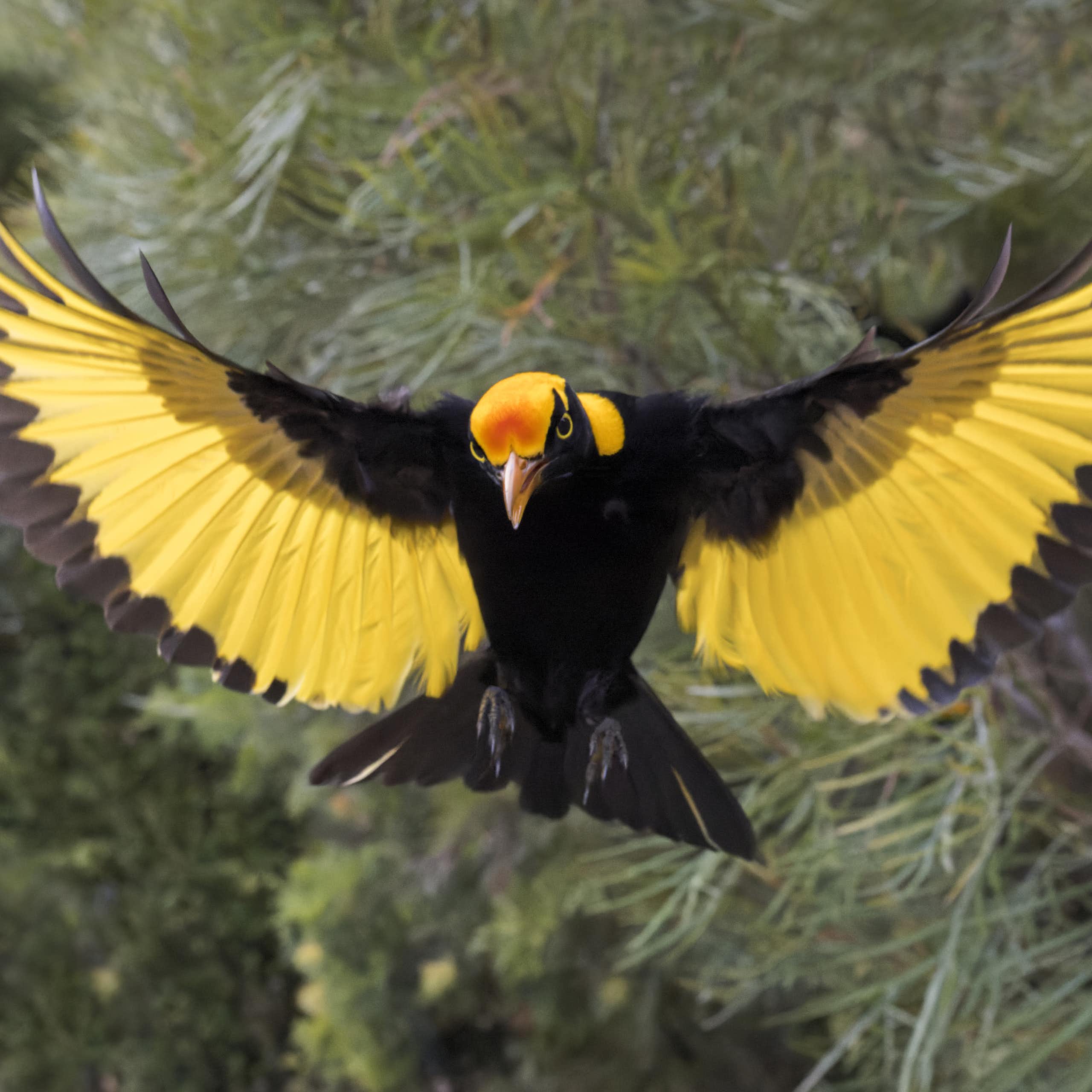 An adult male regent bowerbird with outstretched wings, showing bright yellow plumage