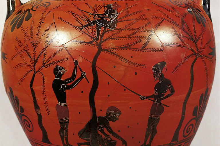 Amphora representing the olive harvest, black-figure ceramics, Greece.
