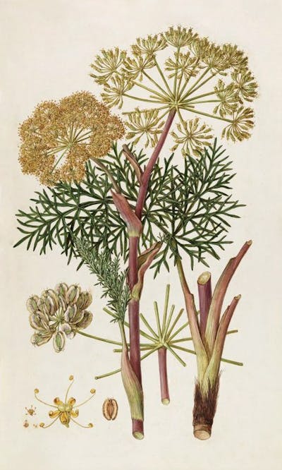 Botanical drawing of the poisonous plant Thapsia garganica.