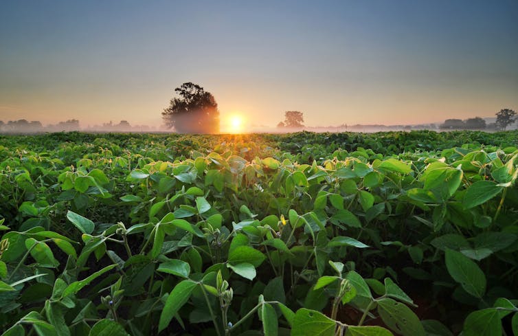 Close up of soy crop growing with sunrise in background.