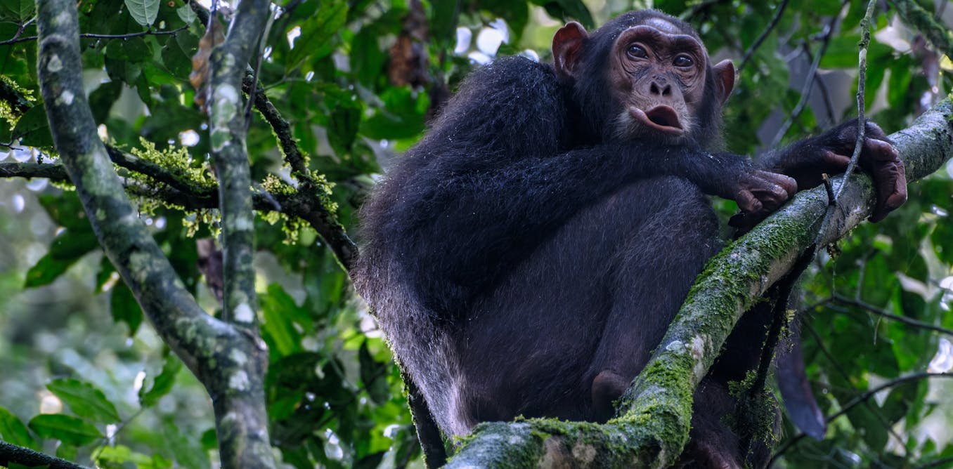 Si los animales sienten y piensan, ¿cómo cambia eso las cosas?