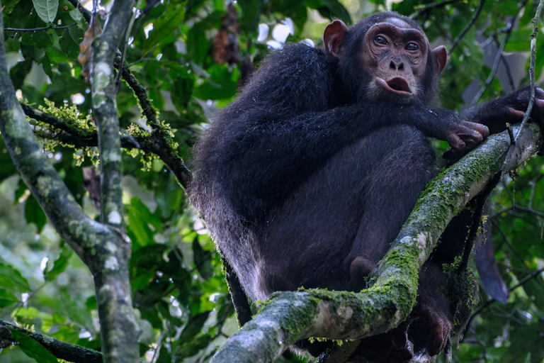 Chimpancé en el Parque Nacional de Kibale (Uganda)