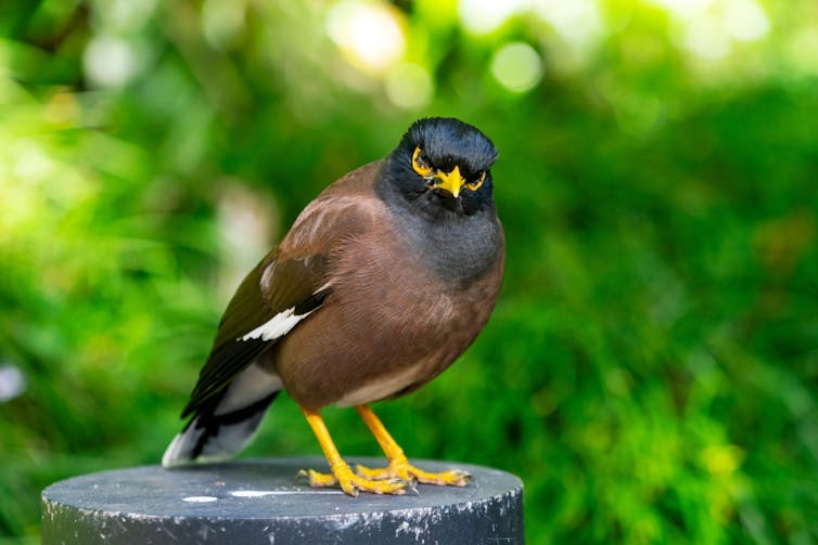Myna bird