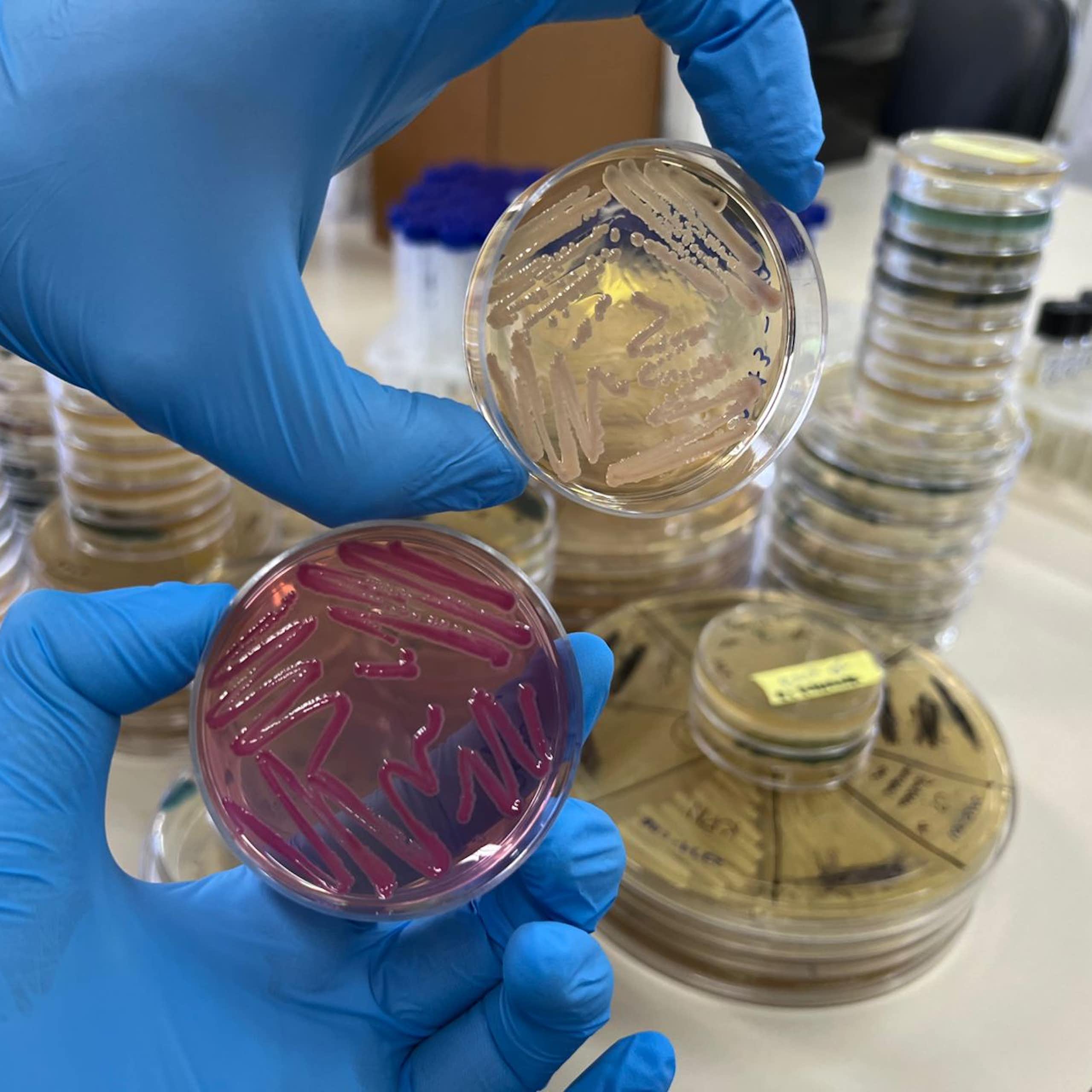 Grandes desafios: projeto de novos antibióticos é selecionado para consórcio global patrocinado pela Fundação Gates