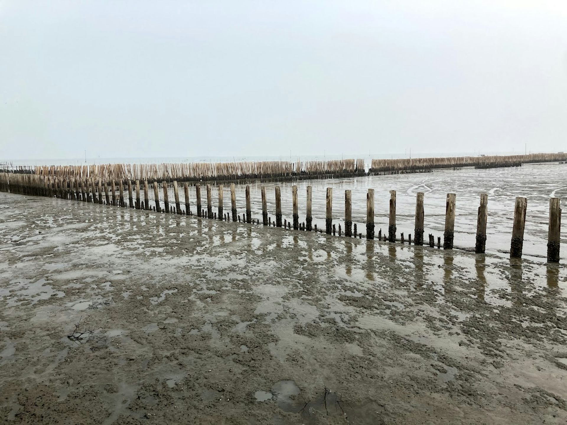 An image showing a line of concrete and bamboo dykes.