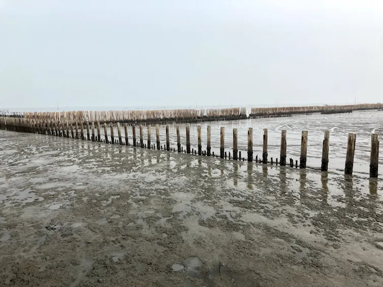 An image showing a line of concrete and bamboo dykes.