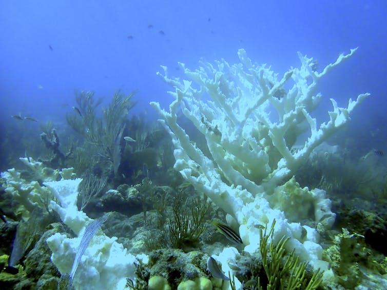Vista lateral del coral cuerno de alce blanco y blanco