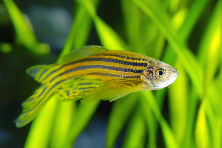 Photo de Danio rerio, le poisson zèbre