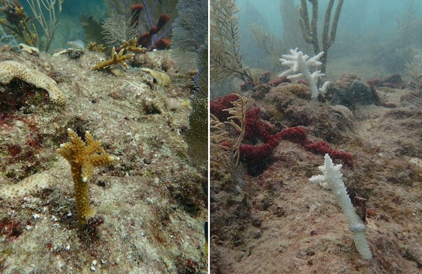 Two photos show staghorn coral before after bleaching of a few weeks. The live coral is a mustard color. The bleached corals are a ghostly bone white.