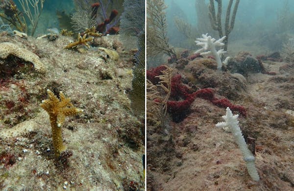 2 iconic coral species are now functionally extinct off Florida, study finds – we witnessed the reef’s bleaching and devastation – The Conversation 2 iconic coral species are now functionally extinct off Florida, study finds – we witnessed the reef’s bleaching and devastation – The Conversation