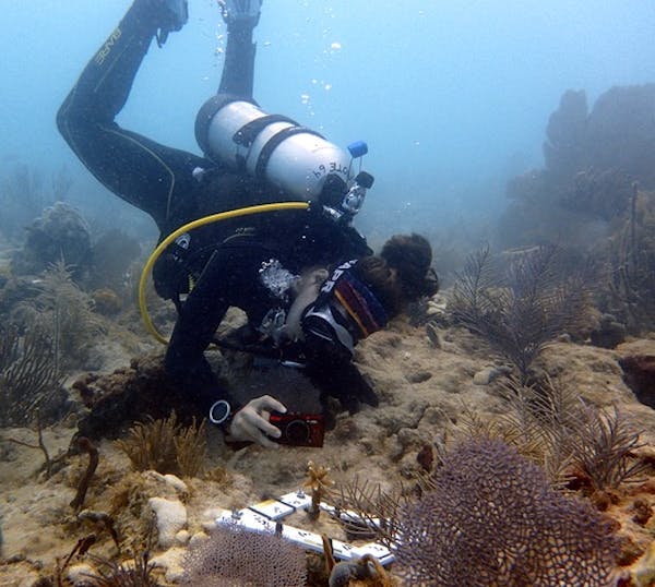 A diver with a camera and a box around a small coral branch.