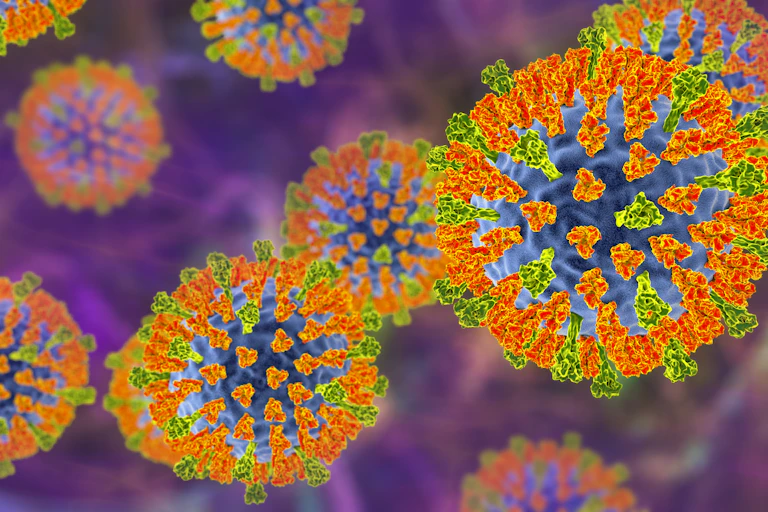 An illustration of the measles virus