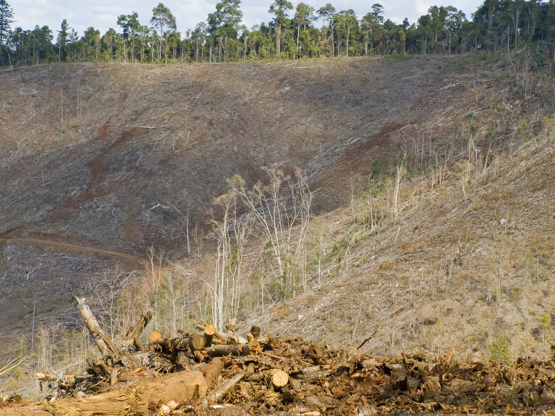 Queensland’s forests are still being bulldozed — and new parks alone won’t save them