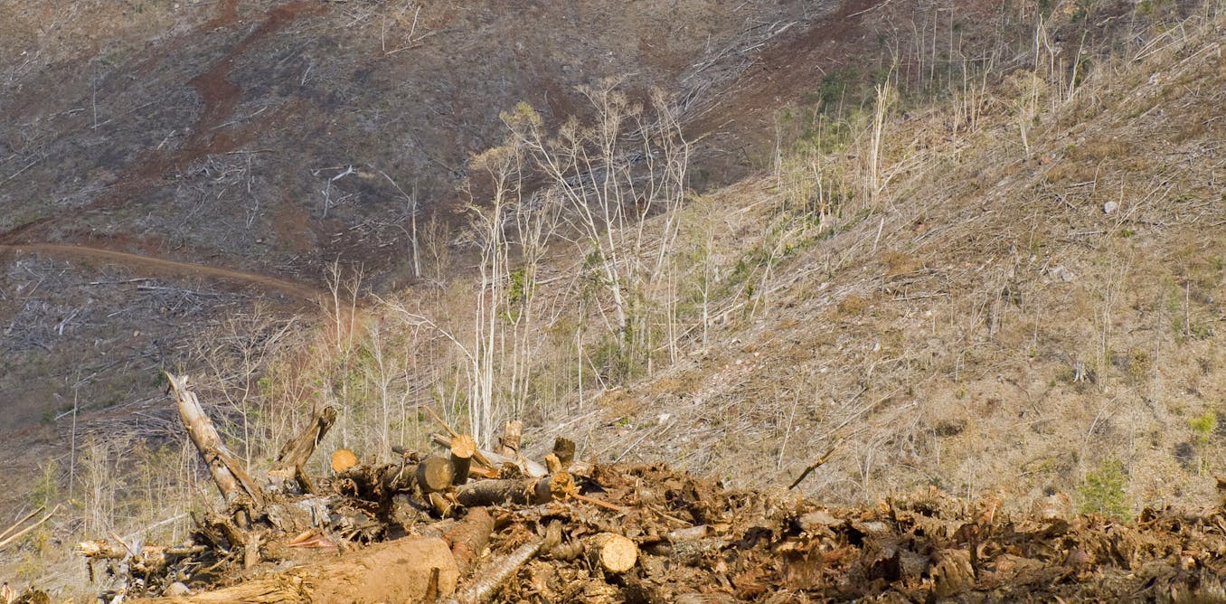 Queensland’s forests are still being bulldozed — and new parks alone won’t save them