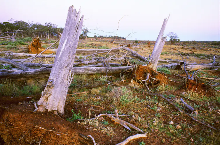 Broken grey tree stumps on red earth in the foreground, and cleared farmland and forest in the background.