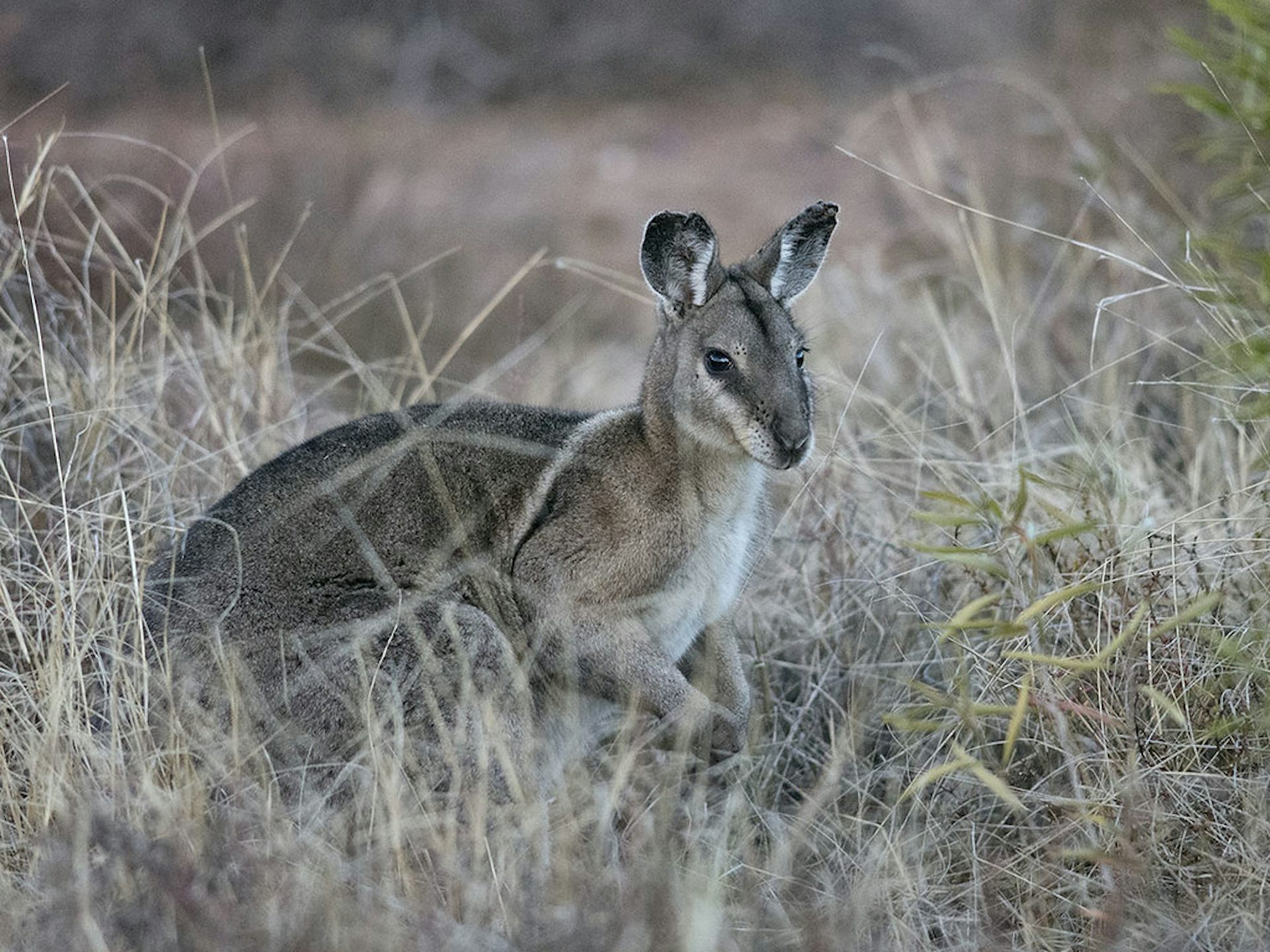 A small grey and white wallaby crouches in dried grass.