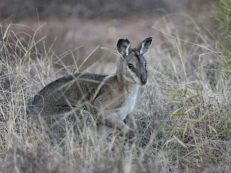 A small grey and white wallaby crouches in dried grass.