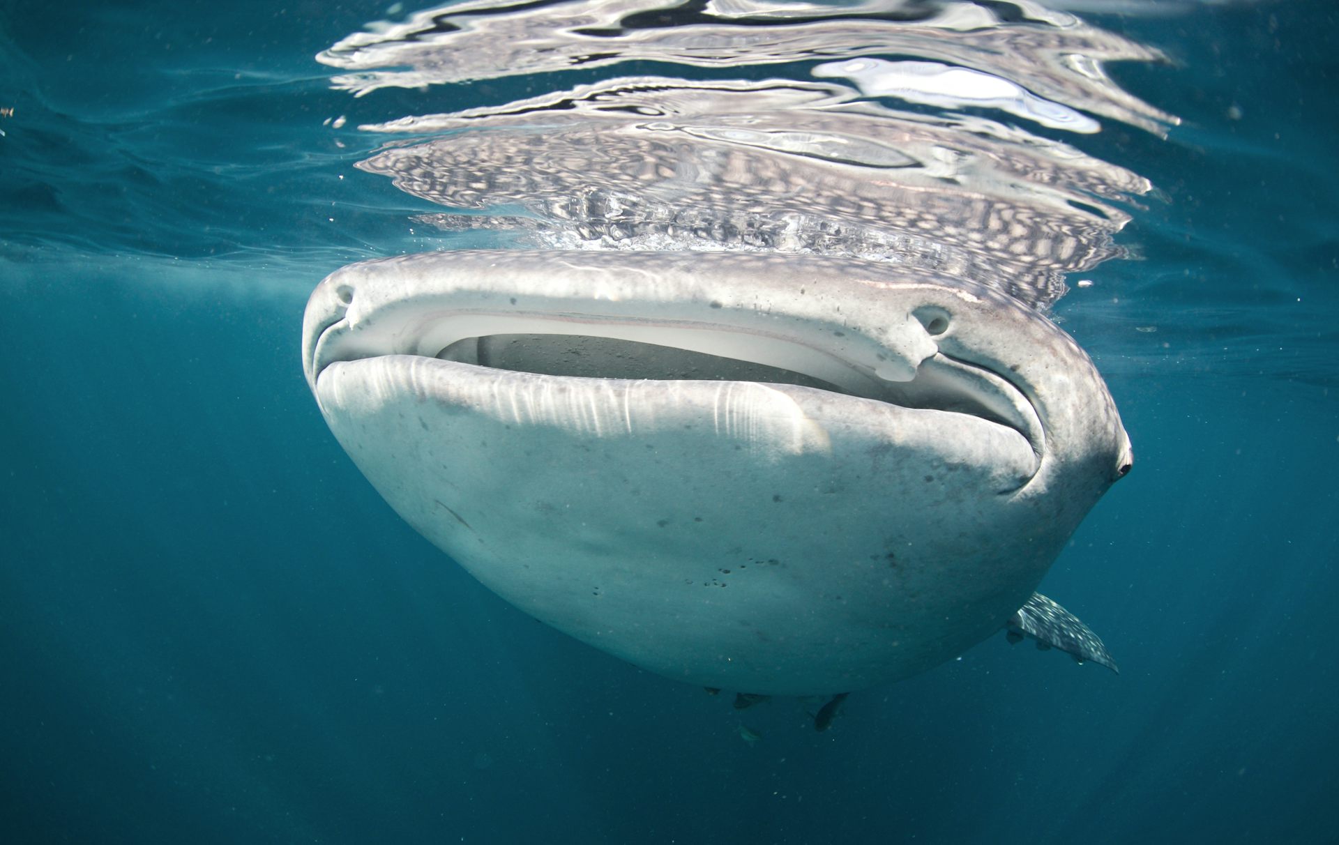 Temuan riset: Mayoritas hiu paus di Kepala Burung Papua dalam kondisi terluka