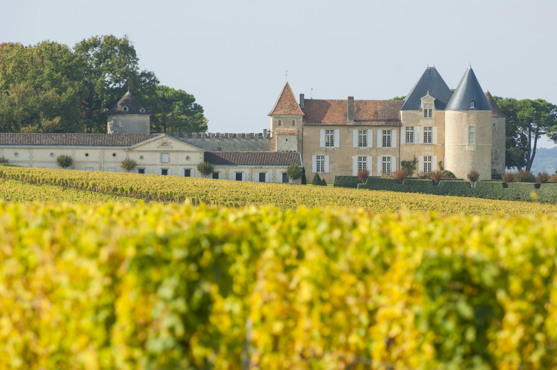 Vignes devant le château d'Yquem