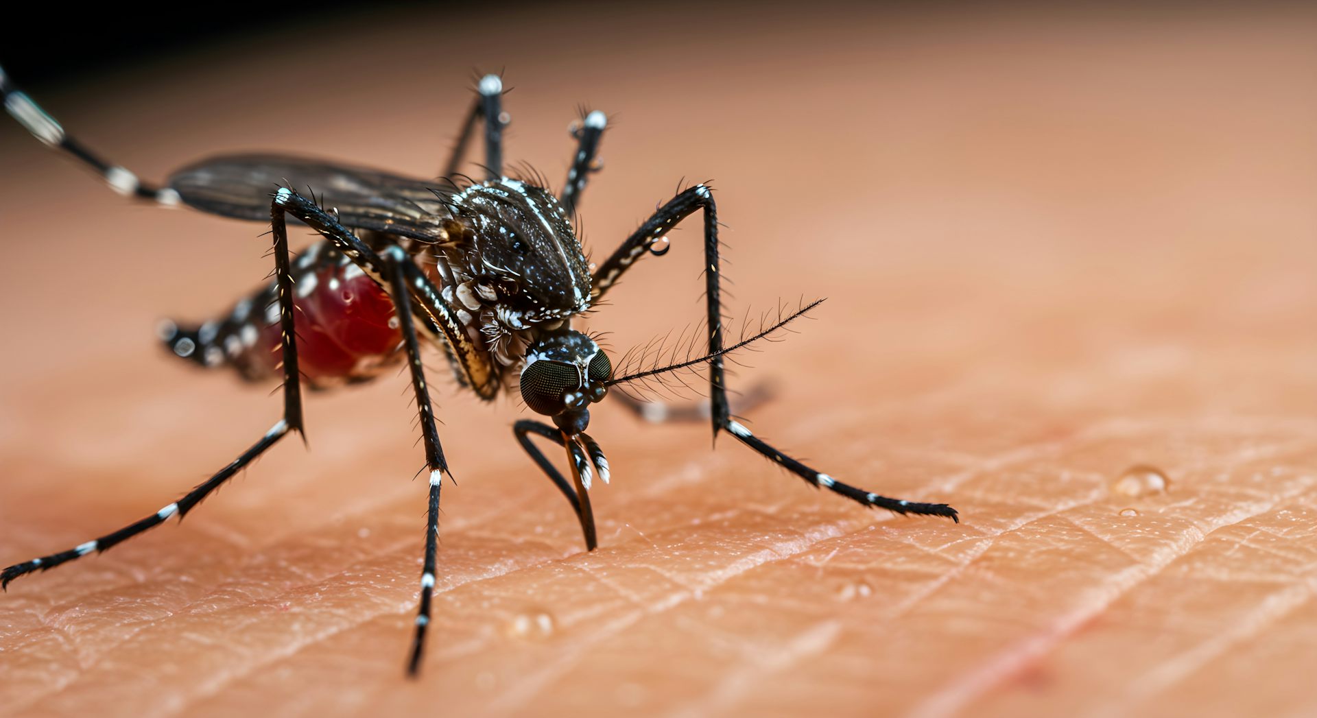 Femelle d’Aedes albopictusen train de piquer en gros plan.