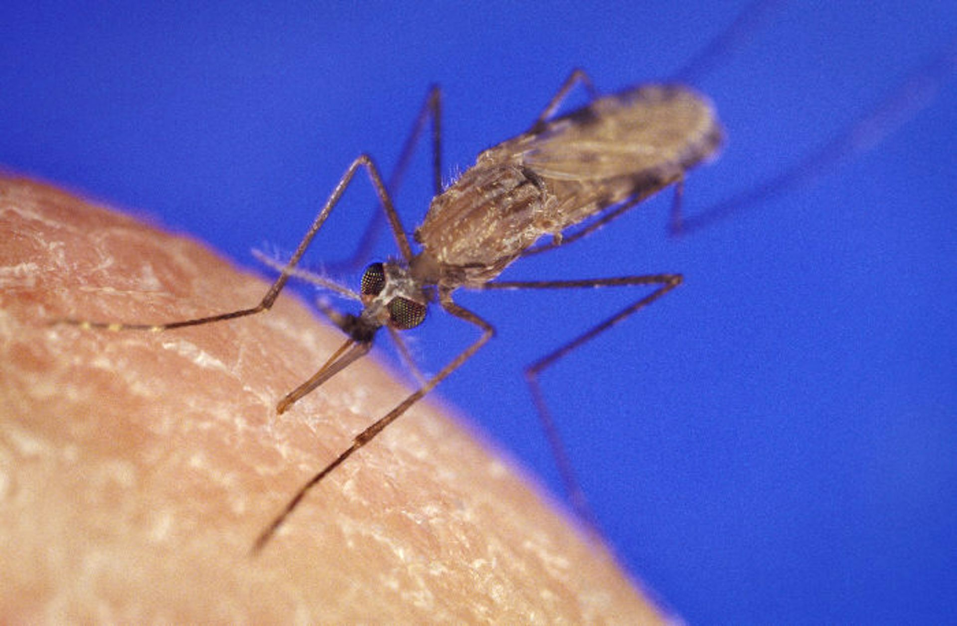 Taking down malaria’s bodyguards: scientists target parasite’s secret defence system