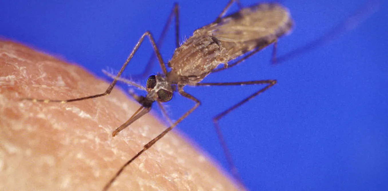 scientists target parasite’s secret defence system scientists target parasite’s secret defence system