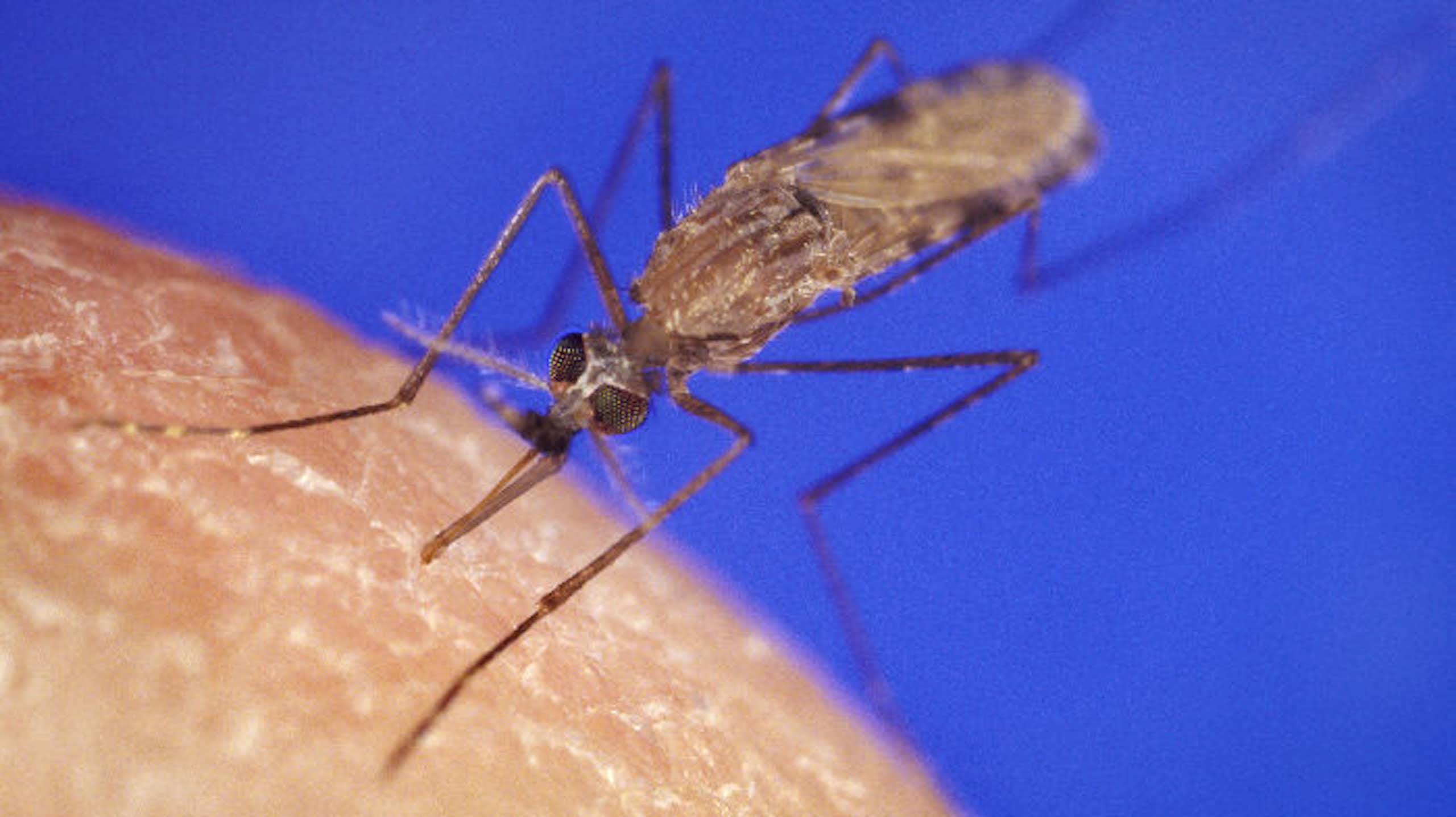 Taking down malaria’s bodyguards: scientists target parasite’s secret defence system