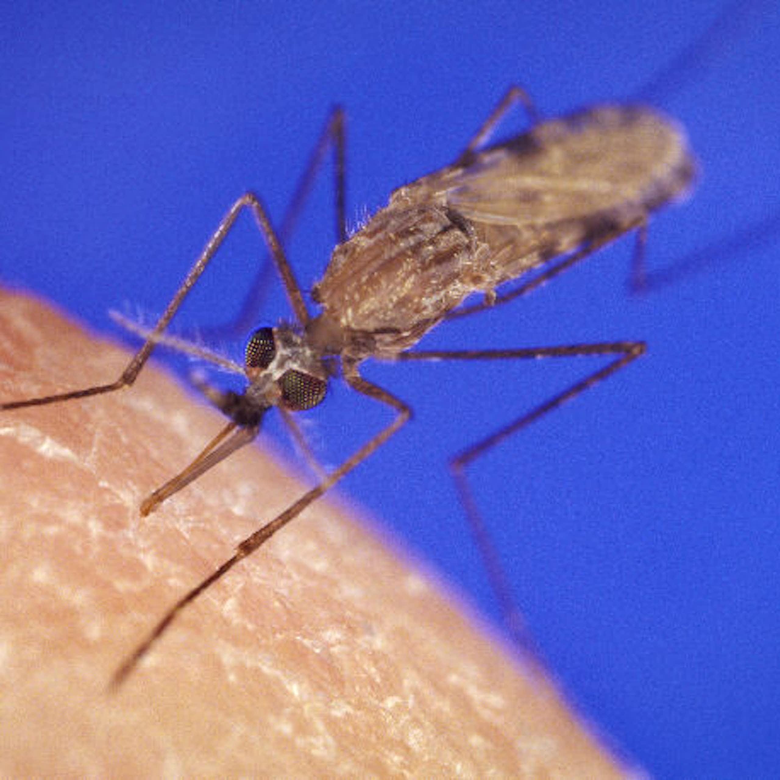 Taking down malaria’s bodyguards: scientists target parasite’s secret defence system