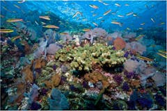 Coral reefs' physical conditions set biological rules of nature – until  people show up