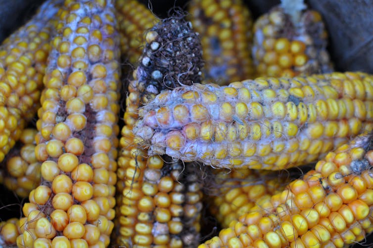 Mold on corn cobs