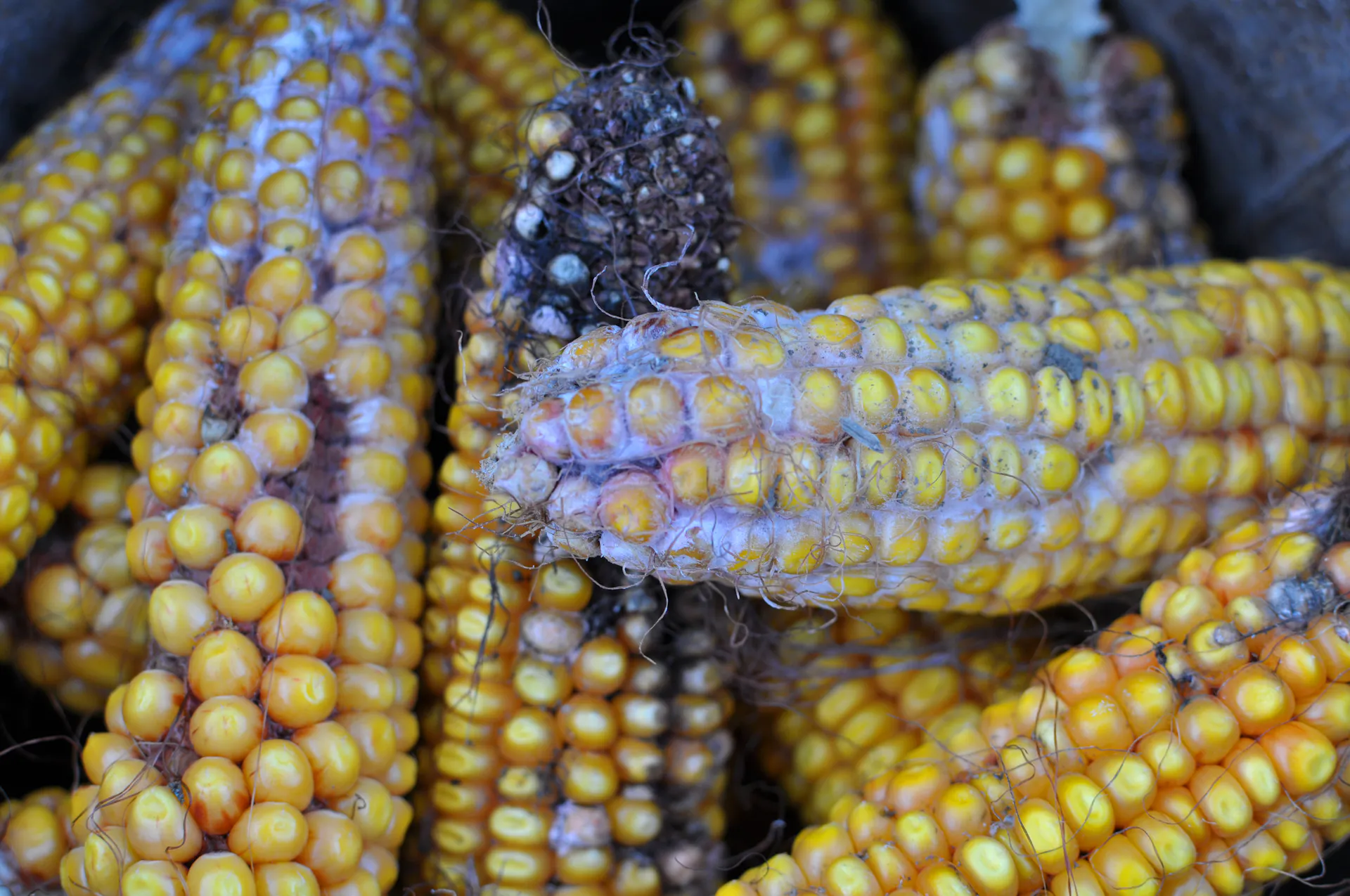 Mold on corn cobs