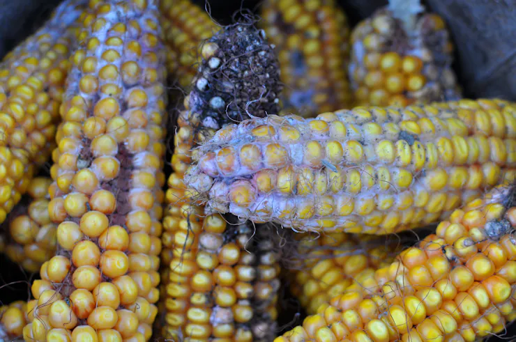 Mold on corn cobs