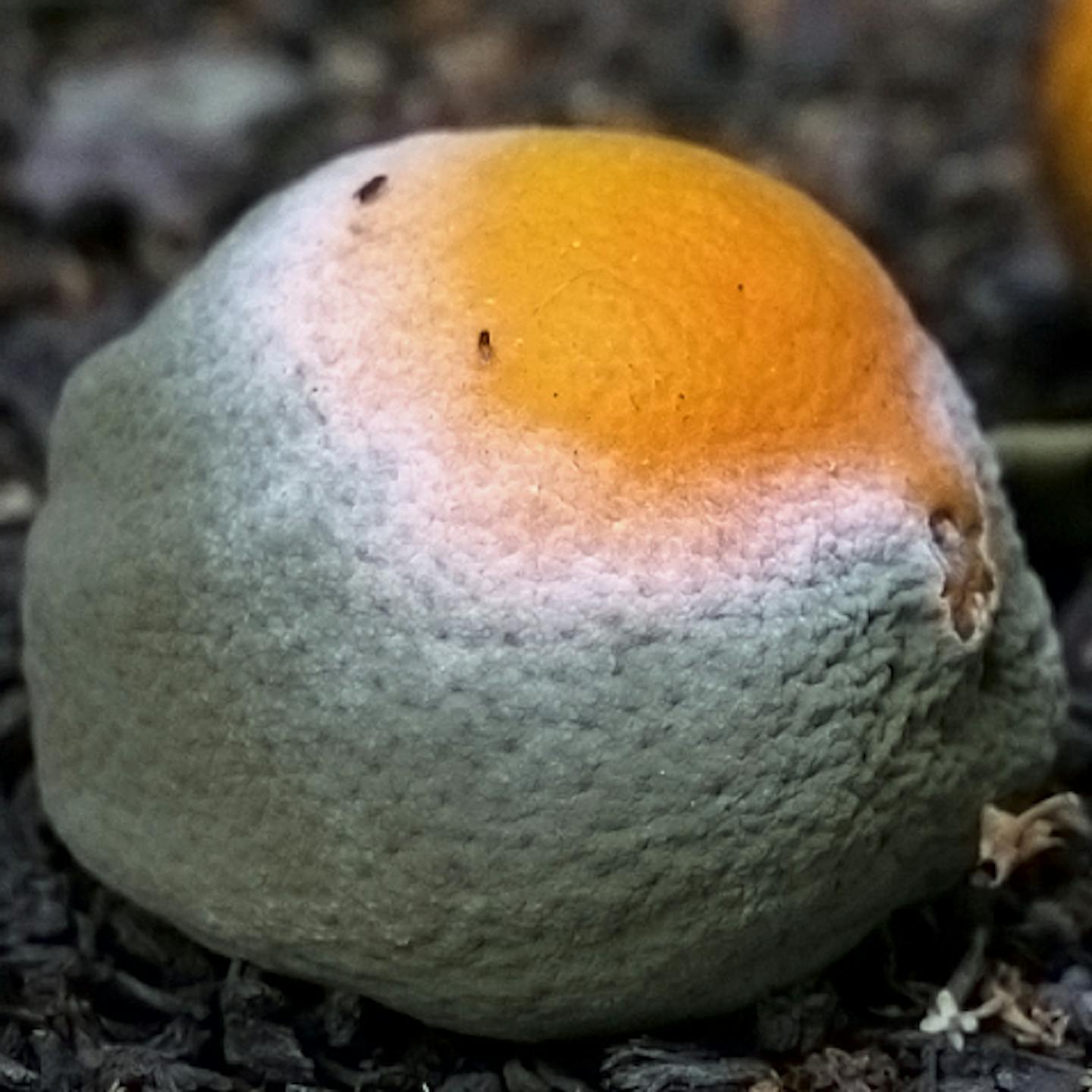 Green and white mold on an orange