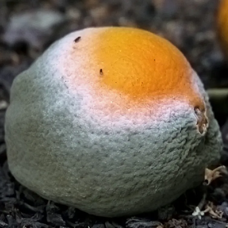 Mofo verde e branco em uma laranja